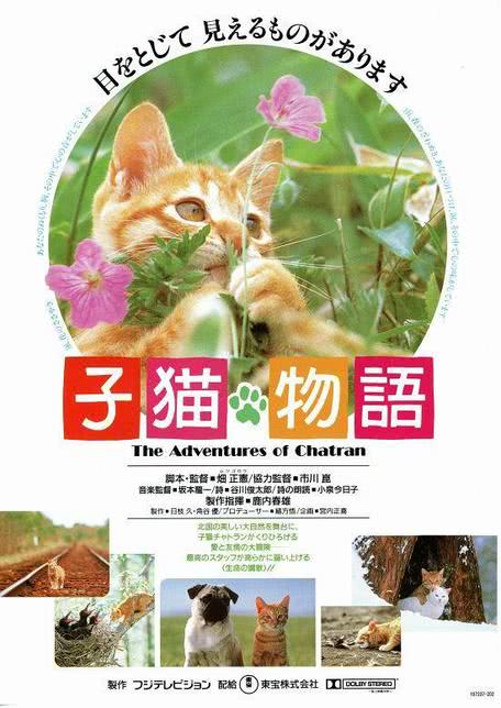 猫小帅故事